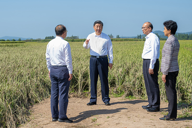 9月6日至8日，中共中央总书记、国家主席、中央军委主席习近平在黑龙江考察。这是7日上午，习近平在遭受洪涝灾害的哈尔滨尚志市老街基乡龙王庙村，察看水稻受灾情况。