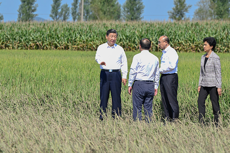 9月6日至8日，中共中央总书记、国家主席、中央军委主席习近平在黑龙江考察。这是7日上午，习近平在遭受洪涝灾害的哈尔滨尚志市老街基乡龙王庙村，察看水稻受灾情况。